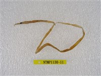 藏品(線尾鴨嘴鰻)的圖片